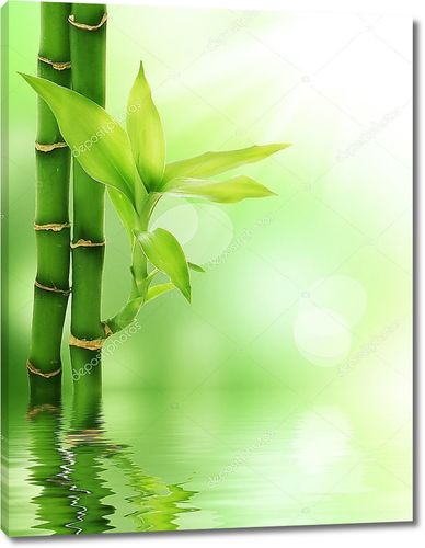 Бамбук с ростком в воде