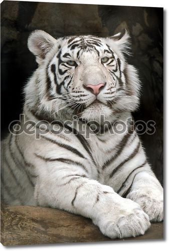 Тигр белый в анфас