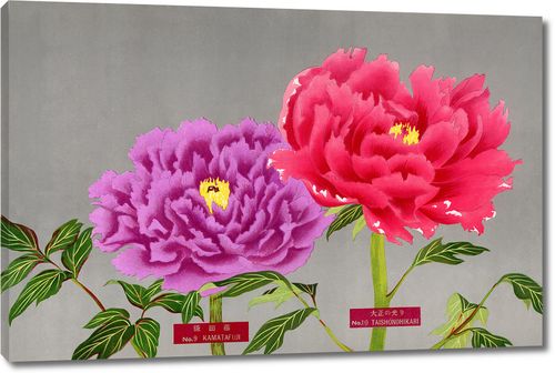 Цветы пиона в розовых и фиолетовых тонах из Книги пионов префектуры Ниигата, Япония