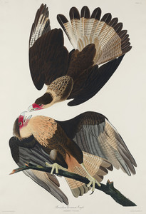 Бразильский орел Каракара