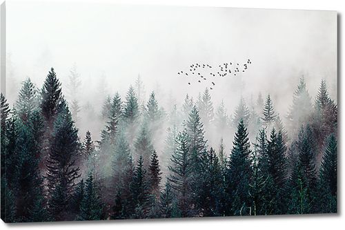 Туман по вершинам деревьев