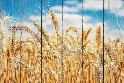 Золотая пшеница и голубое небо