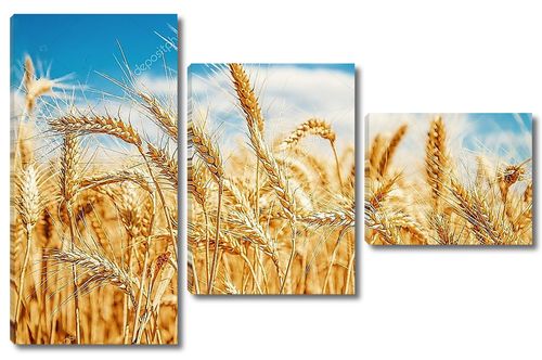 Золотая пшеница и голубое небо