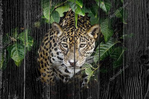 Портрет леопарда в кустах