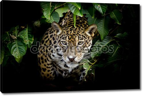 Портрет леопарда в кустах