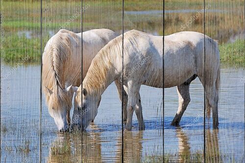Пара лошадей пьют воду