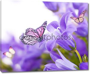 Цветы на белом фоне, темные Синие колокольчики и бабочка