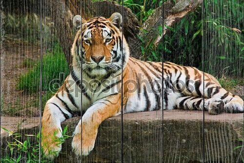 Сибирский тигр на камне
