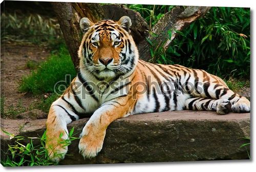 Сибирский тигр на камне