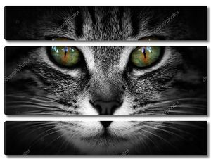 Кошачьи зеленые глаза