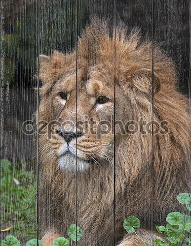 Портрет лежа азиатского льва, отдыхая в лесной тени. Царь зверей, большой кошкой в мире. наиболее опасные и могучий хищник мира. Дикая красота природы.