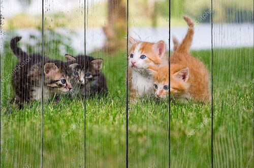 Маленькие котята в саду