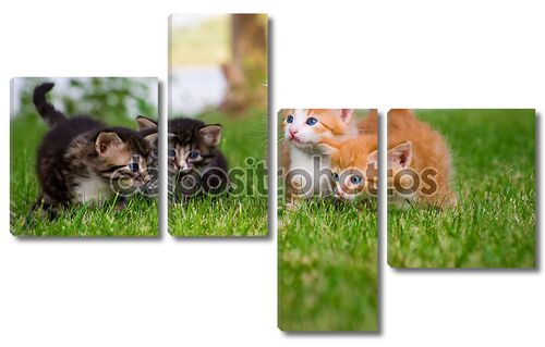 Четыре маленькие котята в саду