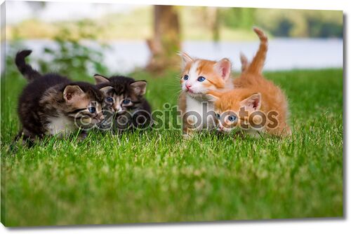 Четыре маленькие котята в саду