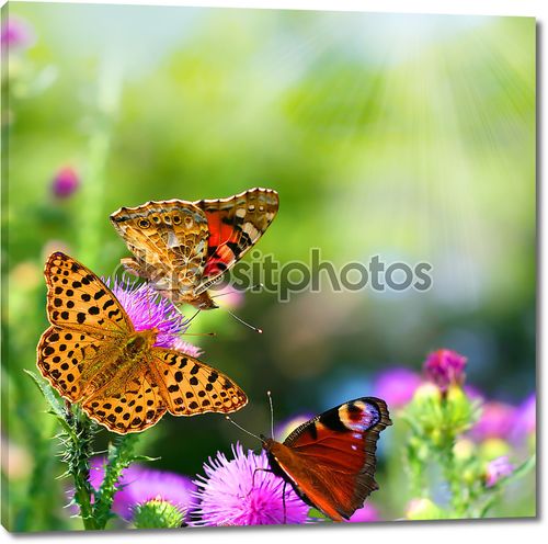 Бабочки на цветах летом