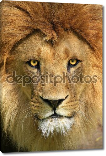 Лев красивый портрет