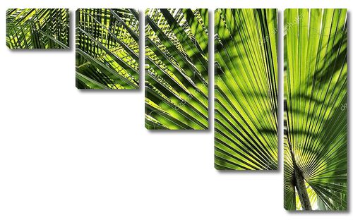 Широкие пальмовые листья