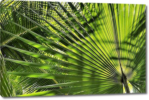 Широкие пальмовые листья