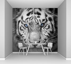 Дикий тигр с голубыми глазами
