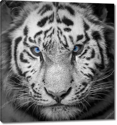 Дикий тигр с голубыми глазами