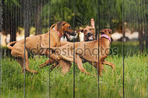 родезийские ridgeback собаки, играющие летом