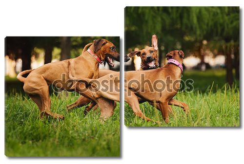 родезийские ridgeback собаки, играющие летом