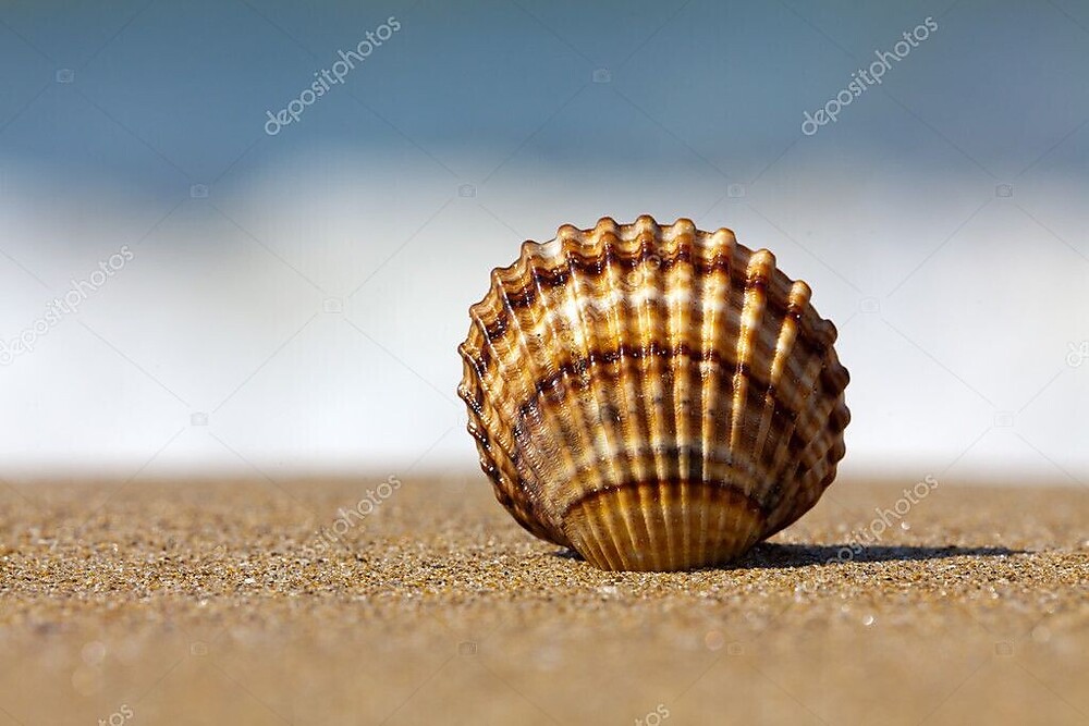 Pretty Shell. Машина колесо песок Ракушка. Дверь ракушка