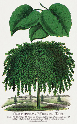 Плачущий вяз - иллюстрация из Ботанической Энциклопедии