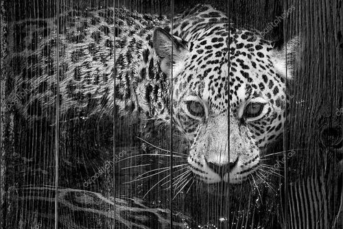 Портрет дикого ягуара