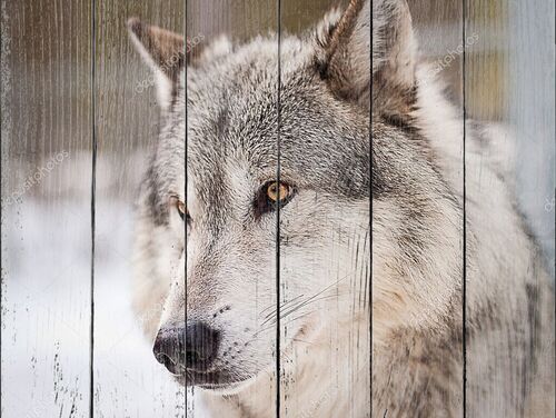 Портрет серого волка
