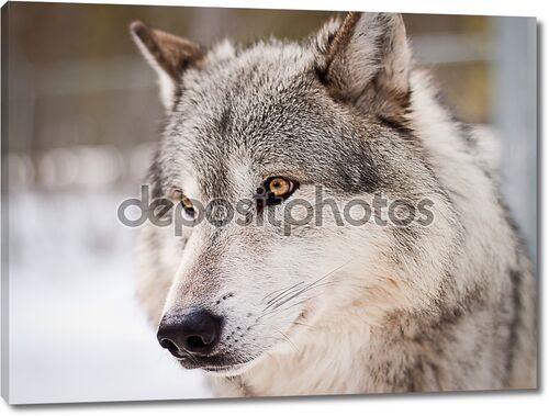 Портрет серого волка