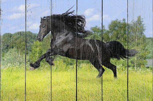 Черная лошадь играет на лугу