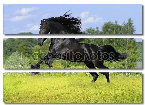 Черный фризская лошадь играть на лугу