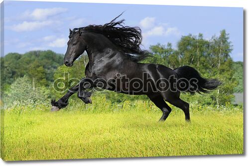 Черный фризская лошадь играть на лугу