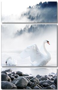Лебеди на туманном озере