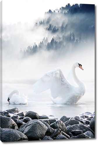 Лебеди на туманном озере