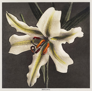Коллотипия - белая лилия