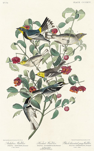 Соловьиная птица Одюбона, певчая птица-отшельник и серая певчая птица с черным горлом