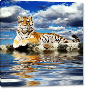 Тигр в небе  с отражением в воде
