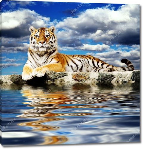 Тигр в небе  с отражением в воде