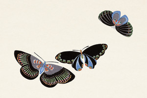 Иллюстрация XIII из книги Тысяча бабочек