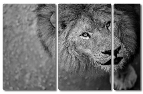 Фото льва скрытой камерой