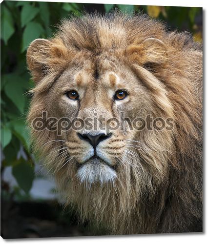 спокойным взглядом Азиатский лев в лесу. Царь зверей, большой кошкой в мире, глядя прямо в камеру. наиболее опасные и могучий хищник мира. Дикая красота природы.