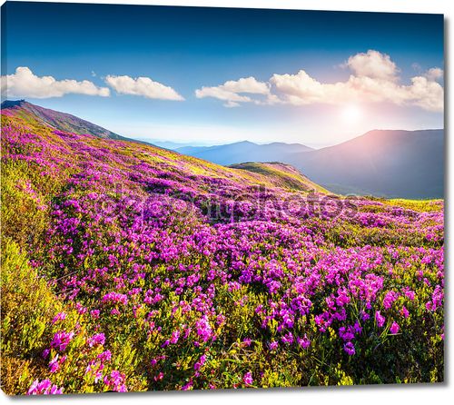 Цветки рододендрона в горах