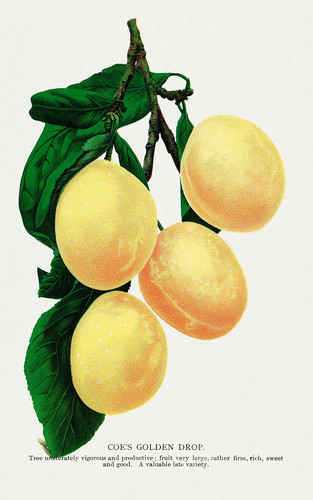 Желтая слива - иллюстрация из Ботанической Энциклопедии