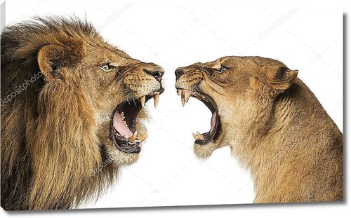 Лев и львица, ревущие друг на друга