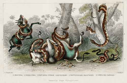 Коллекция змей из истории земли и живой природы Оливера Голдсмита