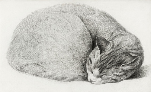 Свернутый калачиком лежащий, спящий кот