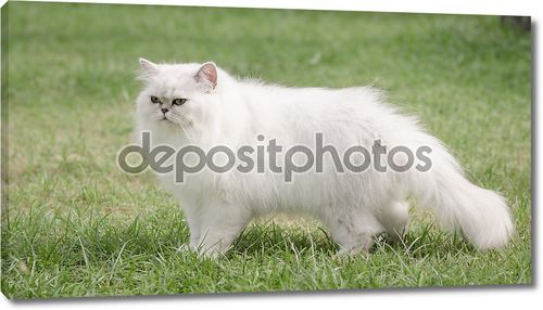Белая Персидская кошка ходить