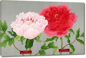 Розовый и красный пионы из Книги пионов префектуры Ниигата, Япония